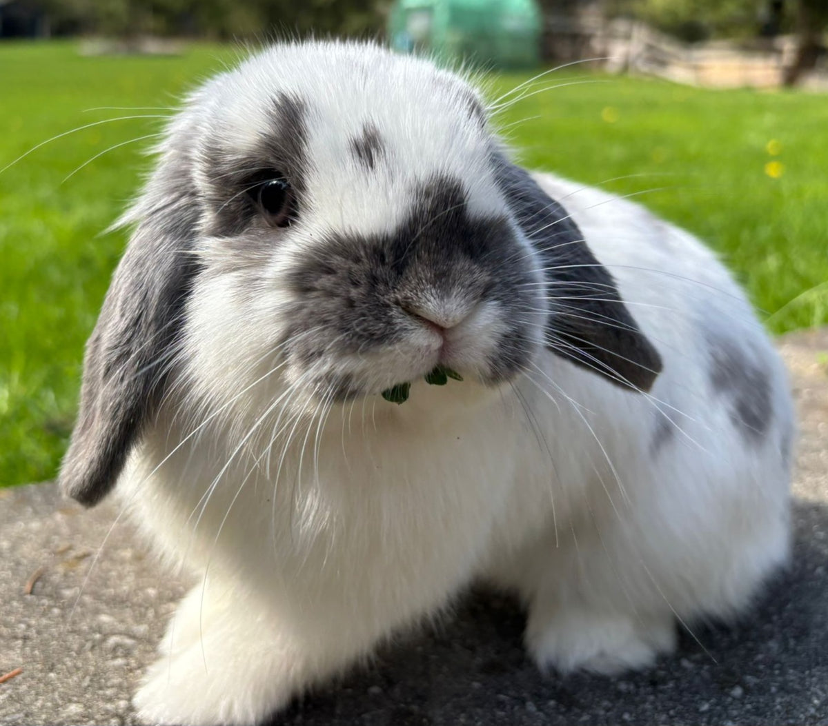 Moo the rabbit, head of quality control at RuffScruffStuff